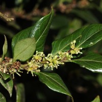 Sarcococca coriacea (Hook.) Sweet